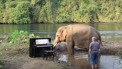 Bull Elephant Waits Patiently For Musician To Play Beethoven