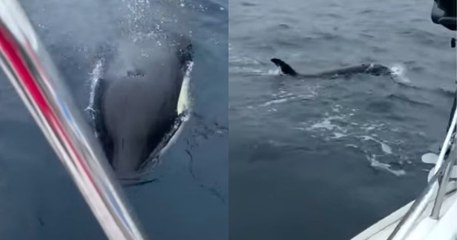Une orque vient percuter un voilier dans le golfe de Gascogne, du jamais vu dans les eaux françaises