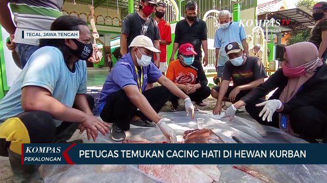 Petugas Temukan Cacing Hati di Hewan Kurban