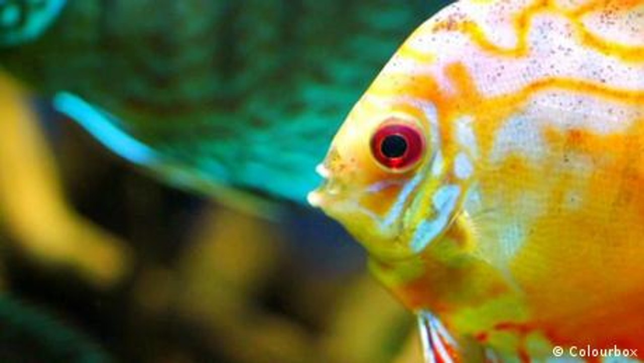 Wie sehen Fische im Wasser?