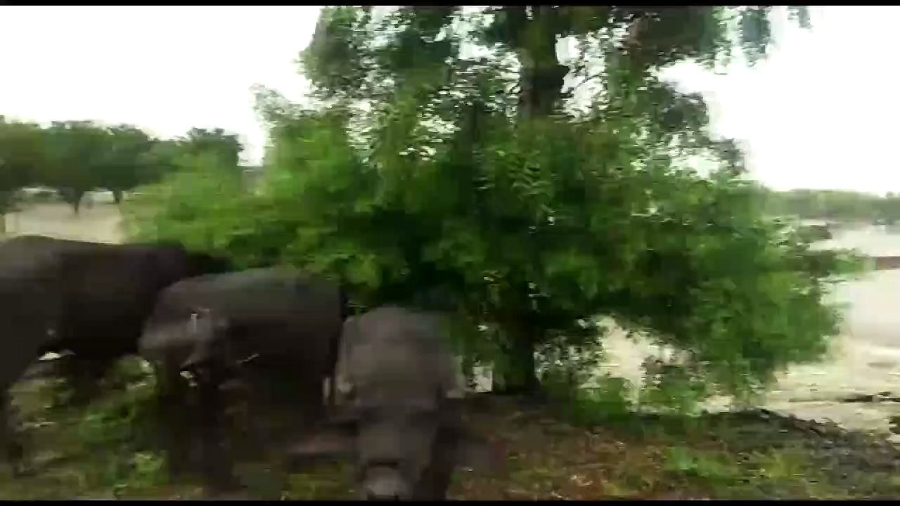झालावाड़ जिले में मूसलाधार बारिश, चवली नदी उफान...