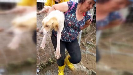 Sokak hayvanları selde boğulmaktan böyle kurtarıldı