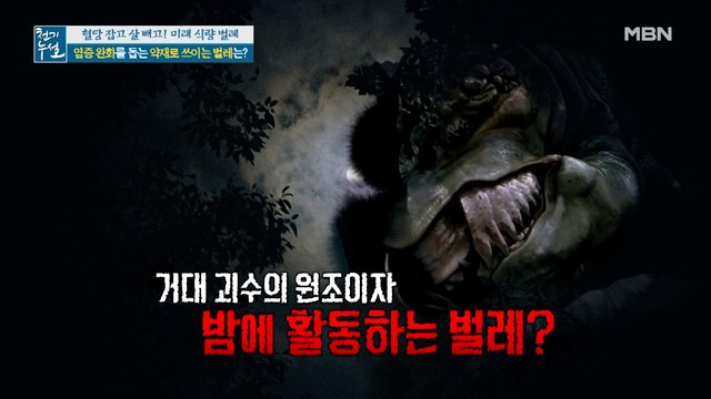 염증 완화 돕는 약재가 벌레? '밤의 사냥꾼'의 정체!