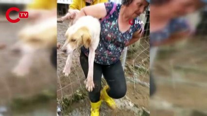 Selde sokak hayvanları boğulmaktan böyle kurtarıldı