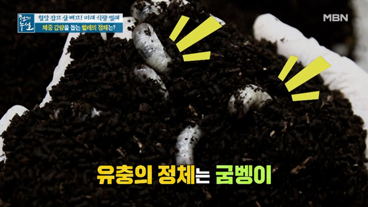 체중 감량 돕는 벌레의 정체가 굼벵이?