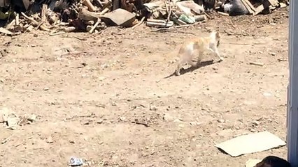 The cat that took the mouse in its mouth and left