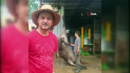 4 yıl önce fenomen olduğu kurban kesimini yeniledi