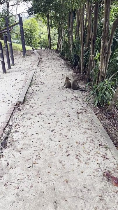 Jungle walk in Singapore 1 | Anthony S Casey Singapore