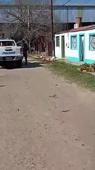Dos pitbulls mataron a un perro y un policía disparó “al aire” para que lo suelten