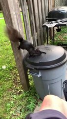 Chucky the Squirrel Visits Human Friend