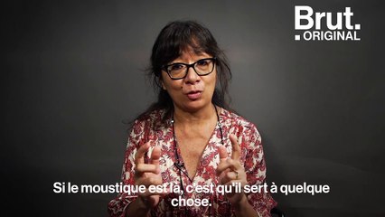 "Ne les écrasez pas" : 7 questions très simples sur les moustiques