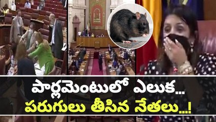 A Rat Entered Into Andalusia Parliament Goes Viral | Oneindia Telugu