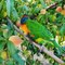 01.Our Baby Rainbow Lorikeet -compressed
