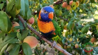 02.Baby Rainbow Lorikeet Natural Sounds  Chirping-compressed