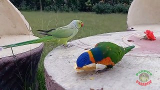 03.Indian Ringneck Parrot Meets Rainbow Lorikeet!-1