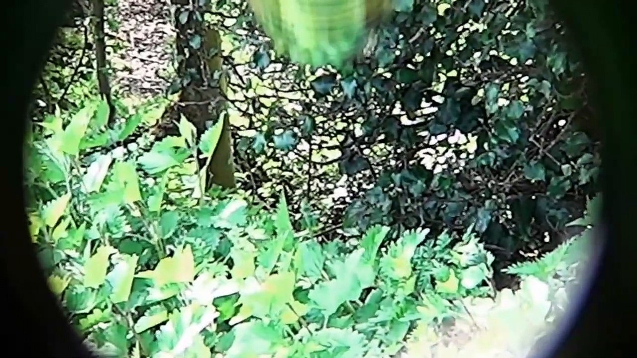 The Shooting Show fox driving with Paul Childerley PLUS the Pulsar Apex thermal imager