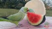 04.Indian Ringneck and Alexandrine Parrot Love Watermelon compressed