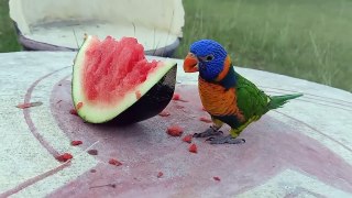 05.Yellow Indian Ringneck Parrot Eating Watermelon- compressed