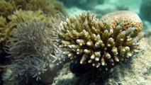 Patrimonio de la humanidad en riesgo: La Gran Barrera de Coral se salva de perder su categoría