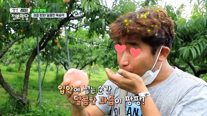 친환경 농법으로 품질이 뛰어난 복숭아 재배 중