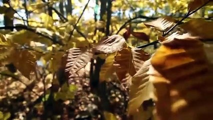 The Last Days of Autumn - A Canon 7D film by Paul Frederick