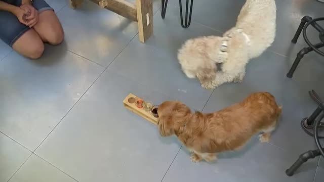 Londres inaugura un bar de copas para perros y humanos