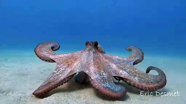 Beautiful Octopus Peruses along Ocean Floor