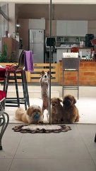 Doggy Teamwork Gets the Glass Door Open