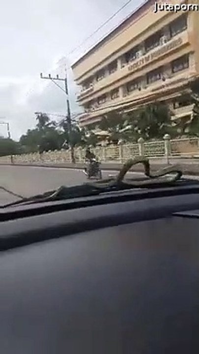 Snake Rides Along on Windshield