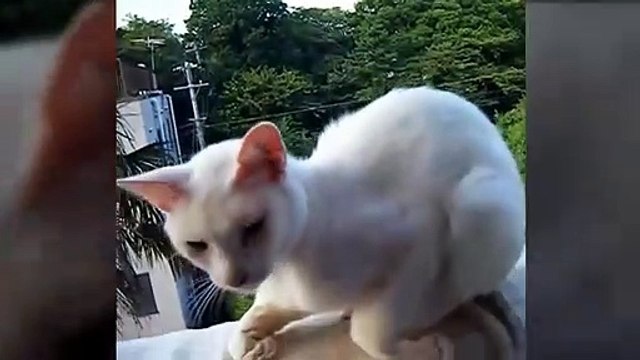 KUCING LUCU dan ANJING lucu bikin ketawa sekaligus gemes