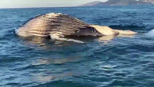Baleia-jubarte é encontrada morta em praia de Garopaba