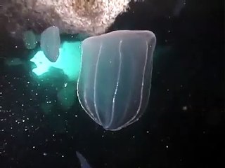 © Фауна Чёрного моря. Гребневик (Beroe ovata) - 11   Black Sea fauna