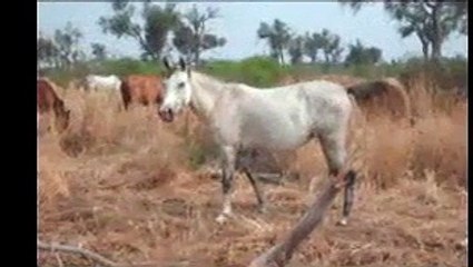 Caballos arabes Chaco.wmv