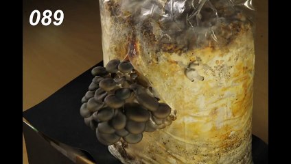 Time Lapse Oyster Mushrooms