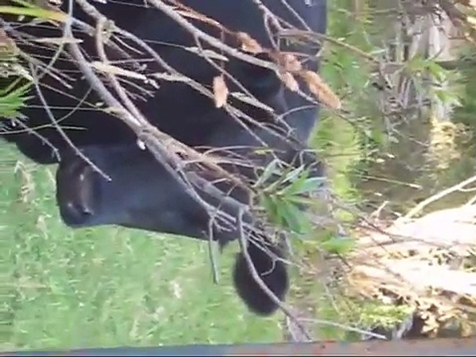 A cow goes Moo