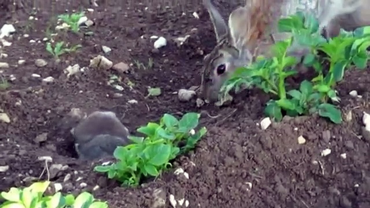 ALLAITEMENT LAPINS DE GARENNE