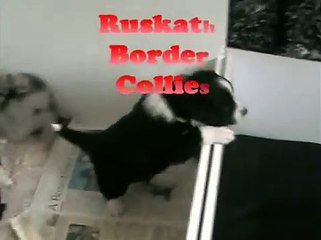 BORDER COLLIE PUPPIES