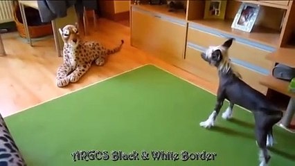 Cutest crazy chinese crested dog ◕‿◕