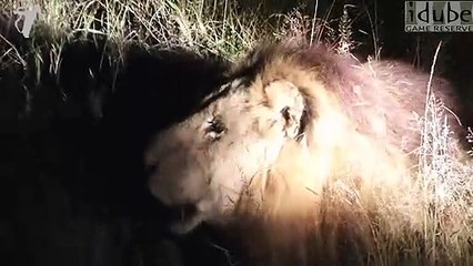 Magnificent Male Lion Yawning and Roaring in Africa