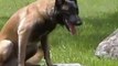 Off-Leash K9 Indianapolis Dog Training Belgian Malinois