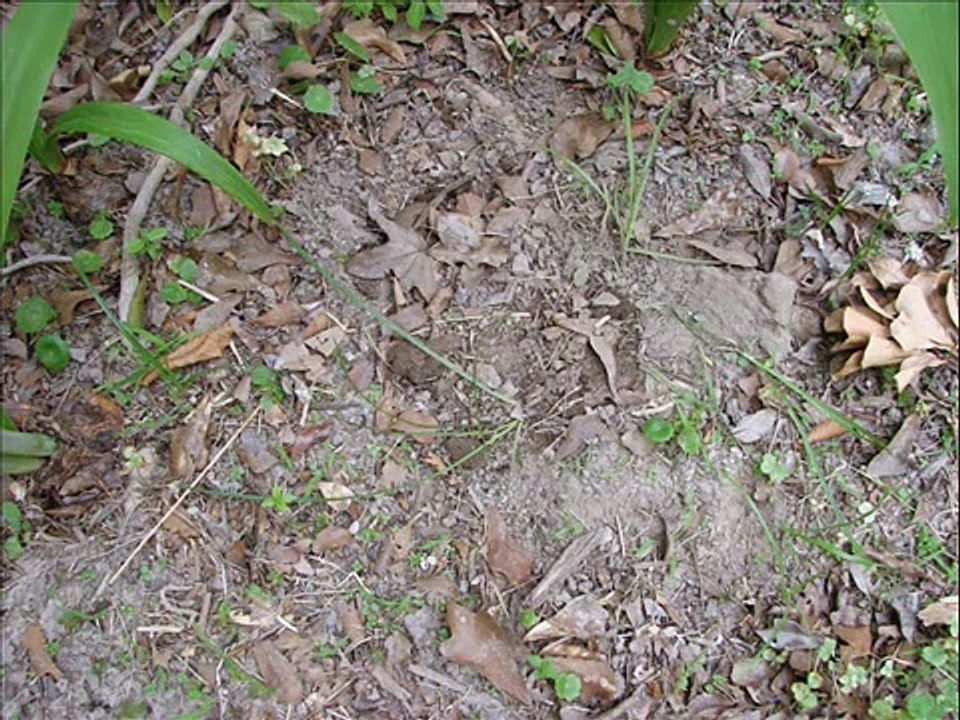 Red Eared Slider-Turtle Hatching.wmv