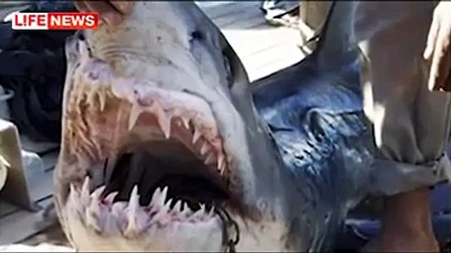 Акулу-убийцу в Египте сняли на видео