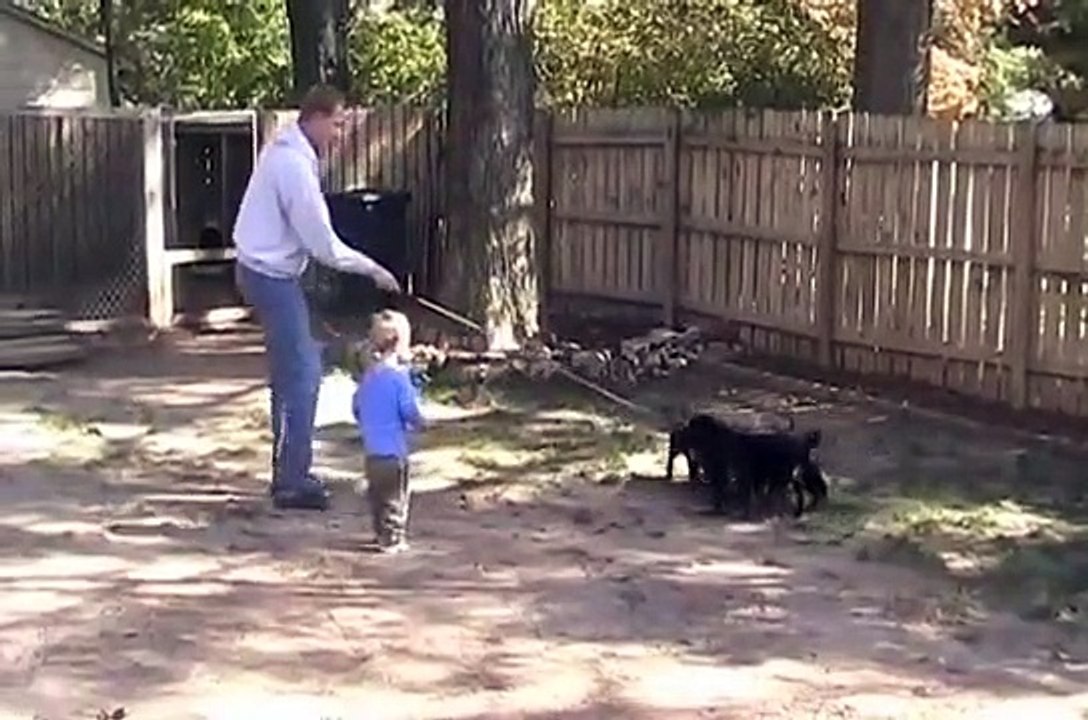 German Rottweiler Breeders   Schutzhund Puppies @ 8 Wks Old!   German ADRK Pink Papered Parents