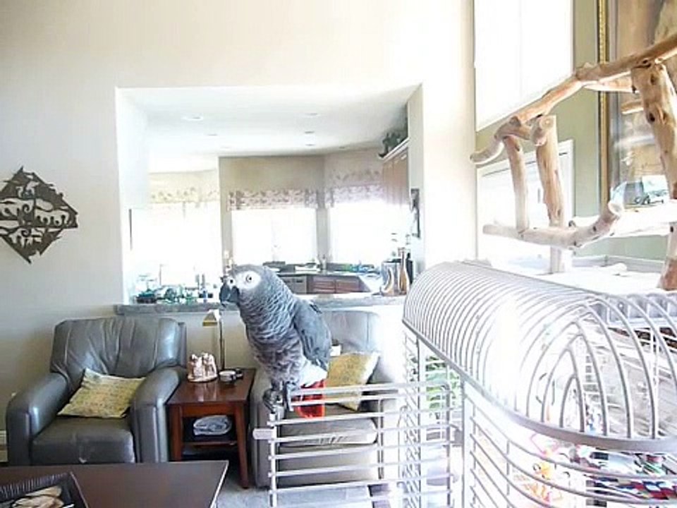 Jesse Talking African Gray Parrot #2