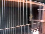 Kanari canary avery room hekkerom fugleoppdrett fugl bird serinus canaria kanariefugl mosaik mozaik