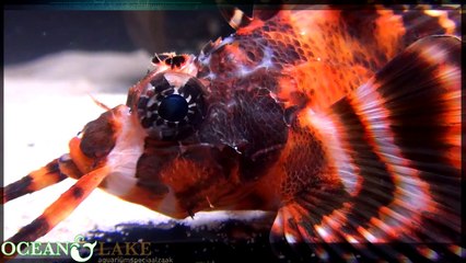 Ocean & Lake Sea Creatures   Twinspot lionfish Dendrochirus biocellatus
