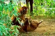 Tigre - animais selvagens (Tiger tribute compilation) Grandes felinos
