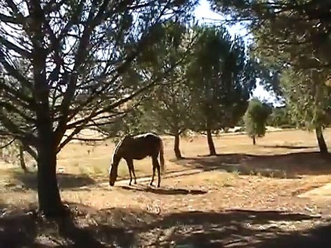 Knots to Tie a Horse High-line - Bowline Knot - Slip - Clove Hitch- Rick Gore Horsemanhip