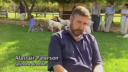 Burke's Backyard, Italian Spinone Road Test