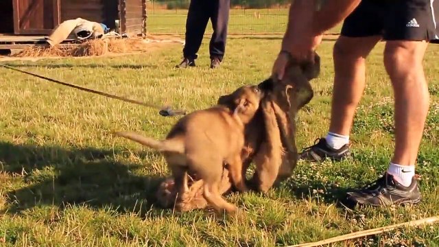 Dressage Chien Berger Allemand (RING)